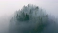 Forest fog morning beautiful nature view misty sun summer tree 90728735