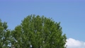 風に揺れる大木　モミジバフウと青空 90779844