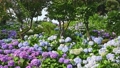 Many hydrangeas blooming in Hakusan, Bunkyo-ku, Tokyo 90940130