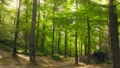 Forest green mountains nature sunny morning rock stone park tree plant travel 90958249