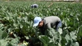 Asian woman harvesting cauliflower with team of farmers on sunny day in the field 90973153