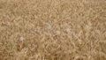 黄金色に輝く初夏の小麦の動画 91068583