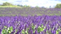 滋賀県高島市　秋のびわこ函館山山頂に広がるラベンダーのような紫のサルビア 91089324