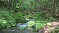 栃木県「尚仁沢湧水」川の流れ 91288904