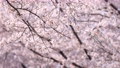 満開の桜が風に揺れるスローモーション　大阪城公園 91472687