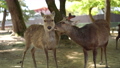 奈良公園北参道付近にてメス鹿の首を噛むオス鹿 92097211