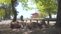 奈良公園内の新緑の木陰で寛ぐ鹿の群れのティルトダウン 92097221