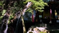 金引の滝は、京都府宮津市滝馬にある滝。京都府で唯一、日本の滝百選に選定されている 92205794