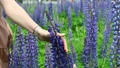 Woman touching high lupine flowers with her hand 92441872