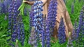 Woman touching high lupine flowers with her hand 92441874