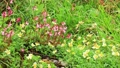 立山黒部アルペンルート　夏の室堂に咲く満開の高山植物 92591881