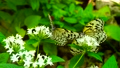 花の蜜を吸う日本最大の蝶オオゴマダラ 92662570