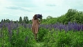 A girl in a light dress walks through a field with lupine flowers 92667325