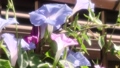 夏の花：あさがお：アサガオ：庭の花壇 92752409