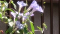 夏の花：あさがお：アサガオ：庭の花壇 92752411