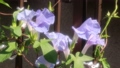 夏の花：あさがお：アサガオ：庭の花壇 92752413