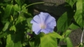 夏の花：あさがお：アサガオ：庭の花壇 92752415