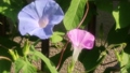 夏の花：あさがお：アサガオ：庭の花壇 92752416