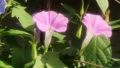 夏の花：あさがお：アサガオ：庭の花壇 92752418