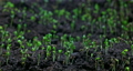 Plant growth or sprouts sprouting Lucerne from the ground, plant life timelapse 92760701