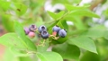 ブルーベリーの収穫　ブルーベリー　果実　ビタミン　農業　栽培　菜園　フルーツ　実る 93089047