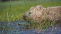 池の中で草を食べるウォンバット　動画 93147110