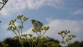 圓白菜白蝴蝶棲息在一朵花上 93299233