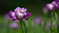 風に揺れる濃い赤紫色の花菖蒲の花 93321294
