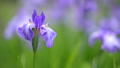 風に揺れる濃い紫色の花菖蒲の花 93323822