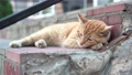 Homeless ginger cat sleeps sweetly on the steps on the street.  93413315