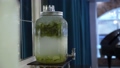 Dispenser for drinks. Green lemonade, drinking water with lemon and mint buffet. 93480013