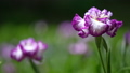 風に揺れる濃い赤紫色の花菖蒲の花 93686327