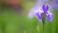 風に揺れる濃い紫色の花菖蒲の花 93686329