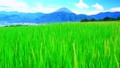 【夏素材】中野の棚田から見る富士山【山梨県】 93761826