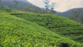 Tea plantation in up country near Nuwara Eliya, Sri Lanka 93869999
