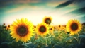 blooming sunflowers at sunset background 94052976