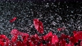 Super slow motion shot of real red rose petals and water explosion on black background at 1000 fps. 94084407