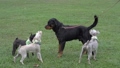 Dogs meet in the park. Barking, greeting and playing together in the field. Dog socialising concept. 94225721