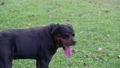 Dog Rottweiler standing on the field, panting away. Side view. 94225723