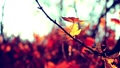 autumn foliage at sunset background 94335365