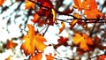 autumn foliage at sunset background 94335366
