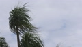 嵐の揺れる椰子の木 94392609