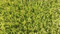 収穫時期を迎えた稲を空撮する 94401043