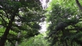 野幌原生林を歩く動画 94433430