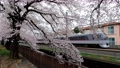 桜並木をゆく西武新宿線特急小江戸：10000系電車 94509417
