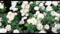 薔薇の花（品種：マチルダ）スライダー撮影 94514909