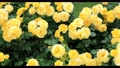 黄色い薔薇の花（品種：ゴールドバニー）スライダー撮影 94514910