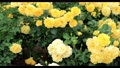 黄色い薔薇の花（品種：ゴールドバニー）スライダー撮影 94514911