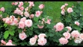 ピンクの薔薇の花（品種：ブライダルピンク）スライダー撮影 94514913