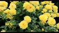 黄色い薔薇の花（品種：サンフレア）スライダー撮影 94514914